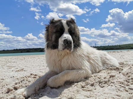 The Central Asian Shepherd Dog, a large dog of the Alabai or Kagal breed, lies in the sand on the...