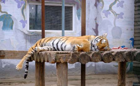 The tiger at the zoo lies on a wooden platform and eats fresh meat. Sleeping tiger, animal recreation center, care and feeding of dangerous predatorsの写真素材