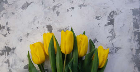 yellow tulips. Place for text. Flowers on a concrete background. March spring bouquet. Women's Day....