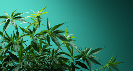 hemp leaves on a plain background. Legalized and prohibited narcotic plant. Cannabis or marijuana, background or template for text.の素材
