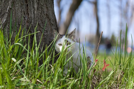 Little cat hiding in the grassの写真素材