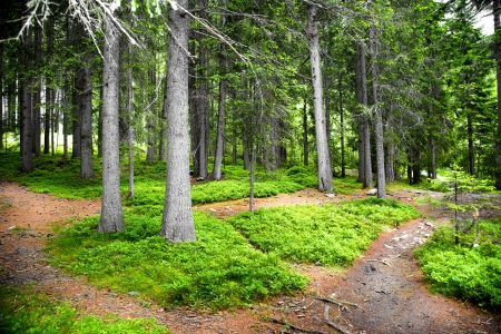 romantic itinerary in the forest