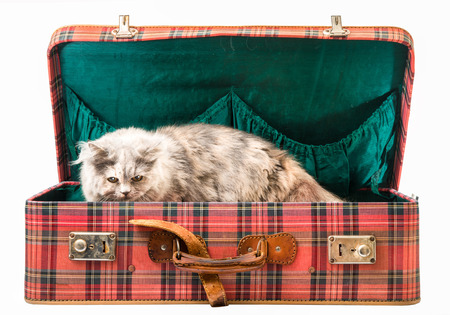 Old vintage suitcase with catの写真素材