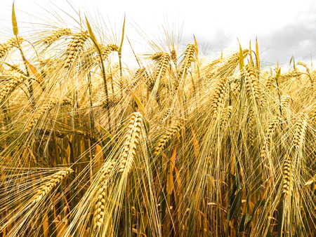 a fund of unripe ears in wheat fieldの写真素材