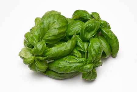 leaves of fresh basil on white backgroundの写真素材