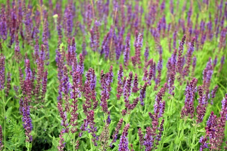 Violet fieldの写真素材