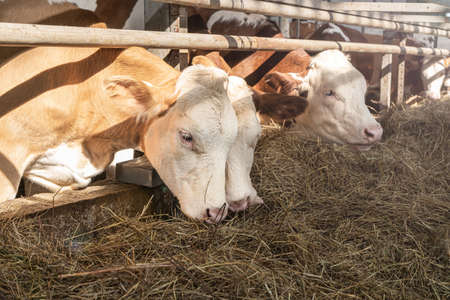 Cows eat hay from manger on farmの写真素材