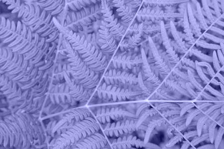 Fern Leaves backgroundの写真素材