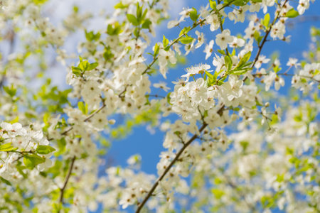 cherry branch. Cherry blossoms in spring. spring time