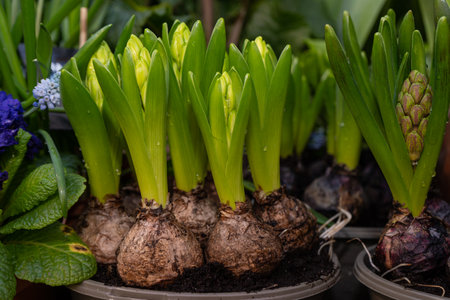 Young sprouting bulbs grow in flowerpot. Hyacinth flowers.の写真素材