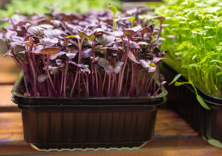Microgreens growing