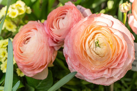 garden buttercup Ranunculus asiaticus