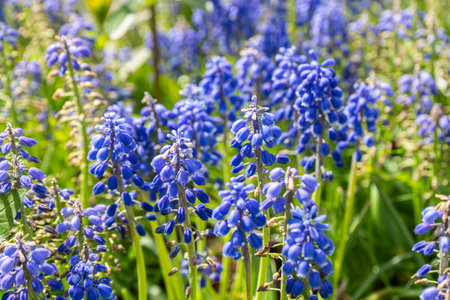 First spring flowers blue muscari in the garden. Grape hyacinth or bluebellsの写真素材