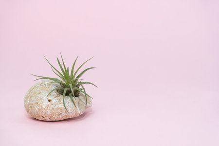 Tillandsia placing on natural stone on pink background. Tillandsia is a species of bromeliad in the genus Tillandsia. Copy space.の写真素材