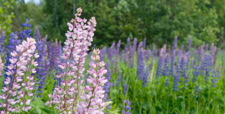 Pink and purple lupines. Beautiful wild lupines flowers. Background with pink and blue flowers. Copy space. Bannerの写真素材