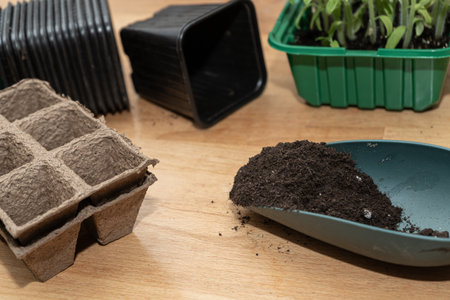 Seedlings in special plastic form on wooden table , transplanting seedlings, pricking out in pots. Growing, seeding, transplant seedling, home plant, vegetables at home.の写真素材