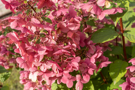 Close up of hydrangea flower. Hydrangea paniculata. Pink flowers.の写真素材