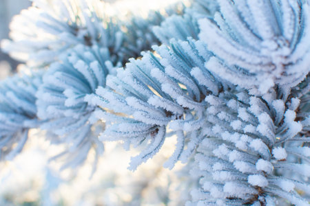 Winter background. Close-up branches of a Christmas tree in covered with frost and snowの写真素材