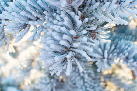 Winter background. Close-up branches of a Christmas tree in covered with frost and snowの写真素材