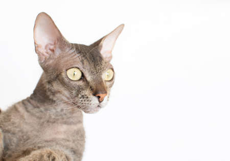 Beauty Sphinx cat on a light background. Bald cat. Place for text. Copy space.の写真素材