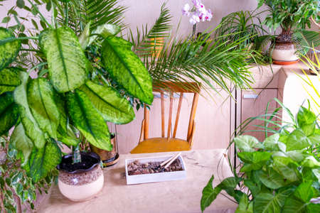 Home gardening, love and caring for indoor plants at home. Home garden, freelance. Care for...