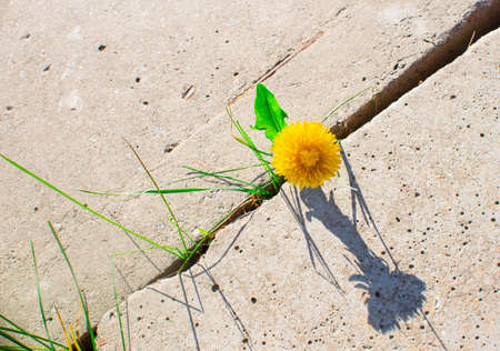 The concept of survival, ecology, globalization. Plant grows through concrete cracking. Sprout of a plant makes the way through a crack asphaltの写真素材