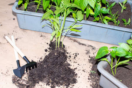 Soil with a young plant seedlings. Planting seedlings in container. There is a spatula nearby, a rake. The concept of agriculture, vegetable garden, harvest.の写真素材
