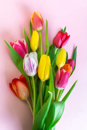 Colorful tulips flower composition over white wooden table background with copy space. Love, Mothers day, Womens day and spring time flower background. Spring nature background.の写真素材