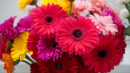 Bud of colorful blossoming Gerberasの写真素材