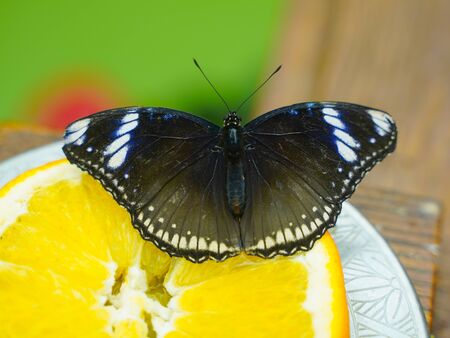 beautiful black butterfly with white spots sitting on an orangeの写真素材