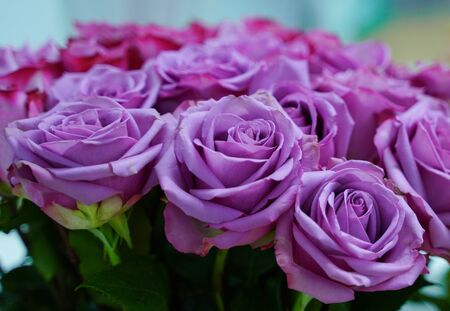 Bud of purple blossoming roses on blue backgroundの写真素材