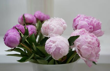 Bud of pink blossoming peony gray backgroundの写真素材