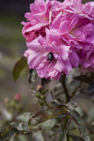 Bud of pink blossoming roses with bugの写真素材