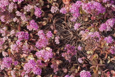 Bud of pink small flowers backgroundの写真素材
