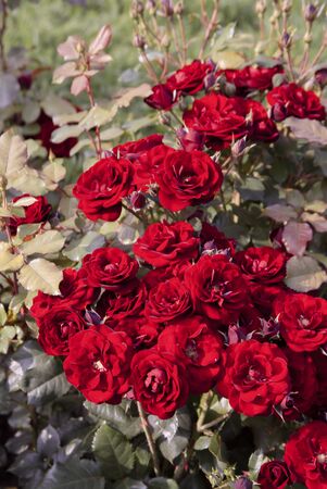 Bud of red blossoming rosesの写真素材