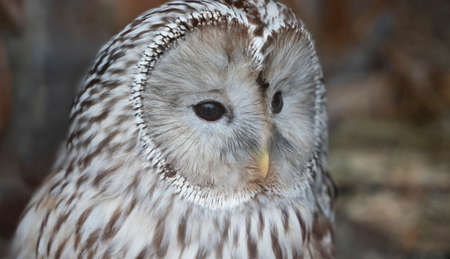 Big head of owl close up on brown backgroundの写真素材