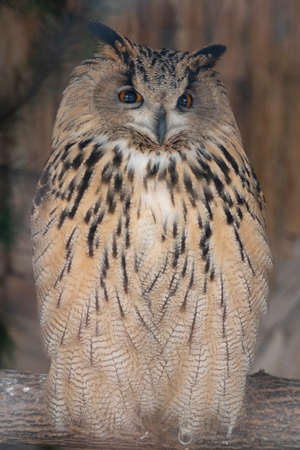 Photo of brown owl with orange eyes on brown backgroundの写真素材