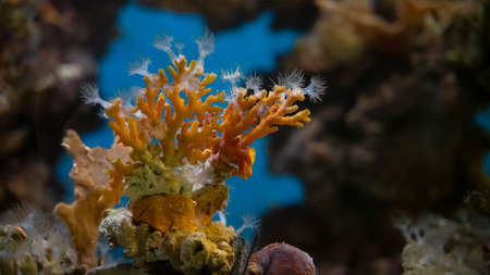 Underwater beautiful orange big coral close up, blue backgroundの写真素材