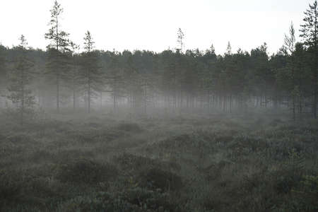 fog in the morning forestの写真素材