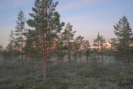 Sunset in forest in the morning with little fogの写真素材