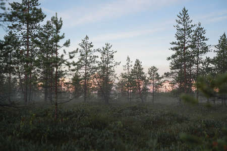 Sunset morning in the pine forestの写真素材