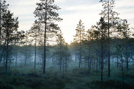 trees in the fog in morning in cold colorsの写真素材