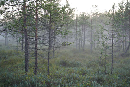 fog in the morning pine forest in pastel colorsの写真素材