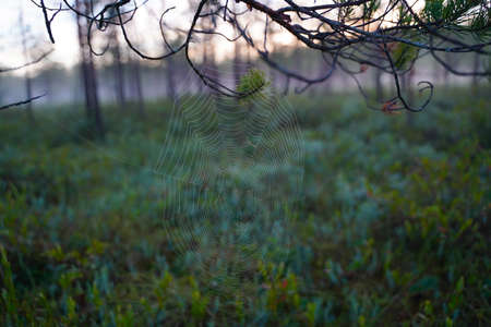 spider web in the morningの写真素材