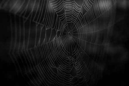 spider web on dark backgroundの写真素材