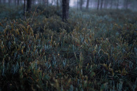blue and green grass in forestの写真素材