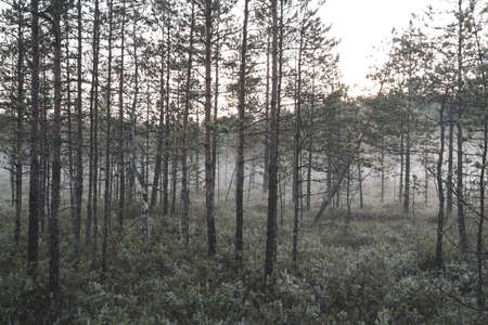 pine trees in the forest in fine colorsの写真素材