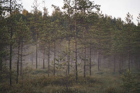 morning in the woods of pine forestの写真素材