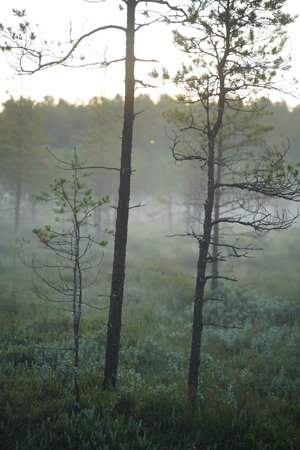 early morning in the small forestの写真素材