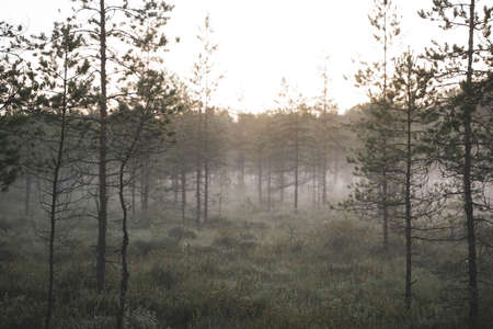 misty morning in the forestの写真素材